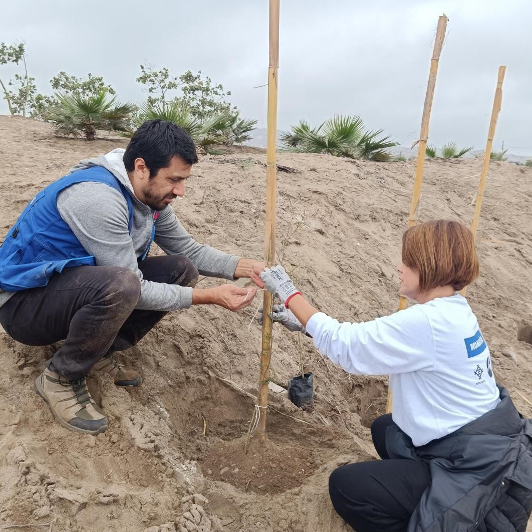 Equipo Cummins en la actividad Sembrando Verde plantando un Huarango